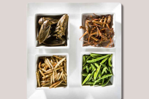 insects as food