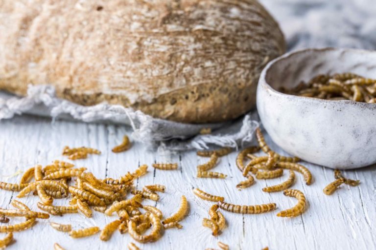 Future food now Finnish Bugbites and Norwegian mealworm bread Bug