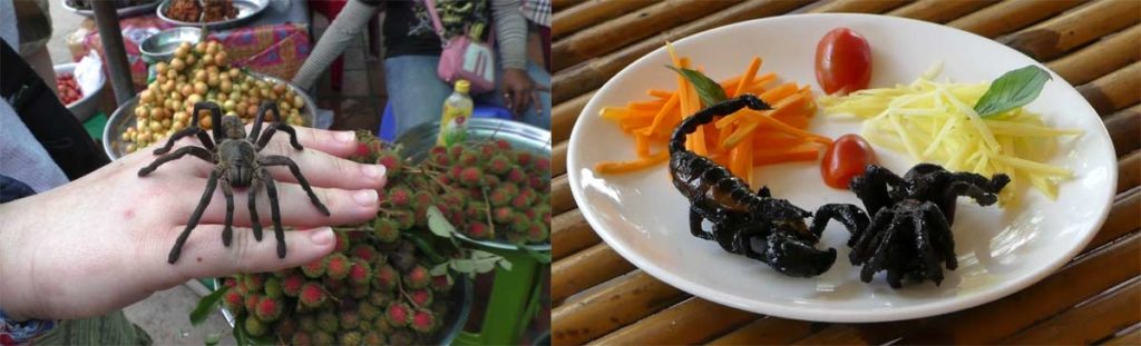 Cambodian tarantulas! (photo: lescriquetsmigrateurs.com)