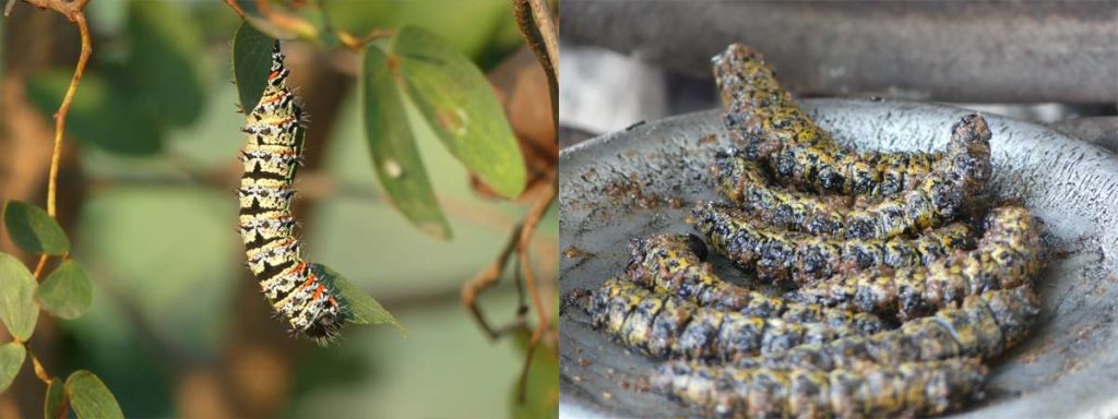 Mopane caterpillars (photo: lescriquetsmigrateurs.com)