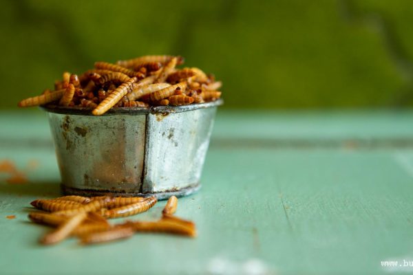 Mealworms: photo Jonas Larsson